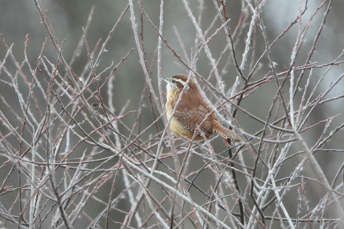 Carolina Wren - ML646064876