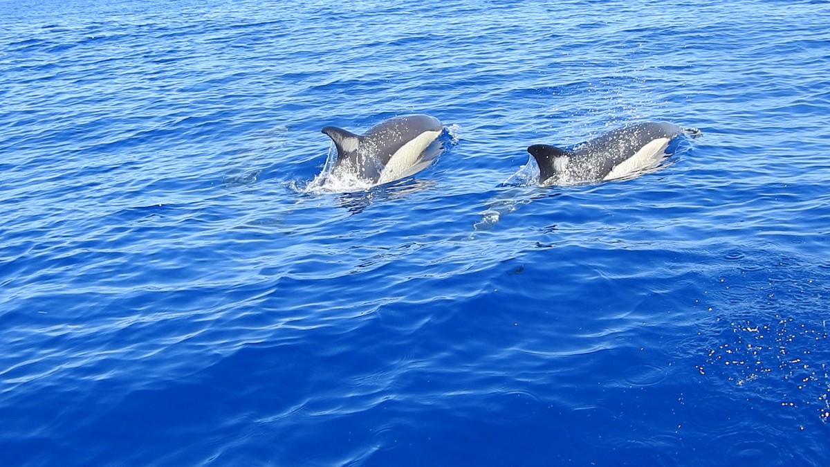 Common Dolphin - ML646064878