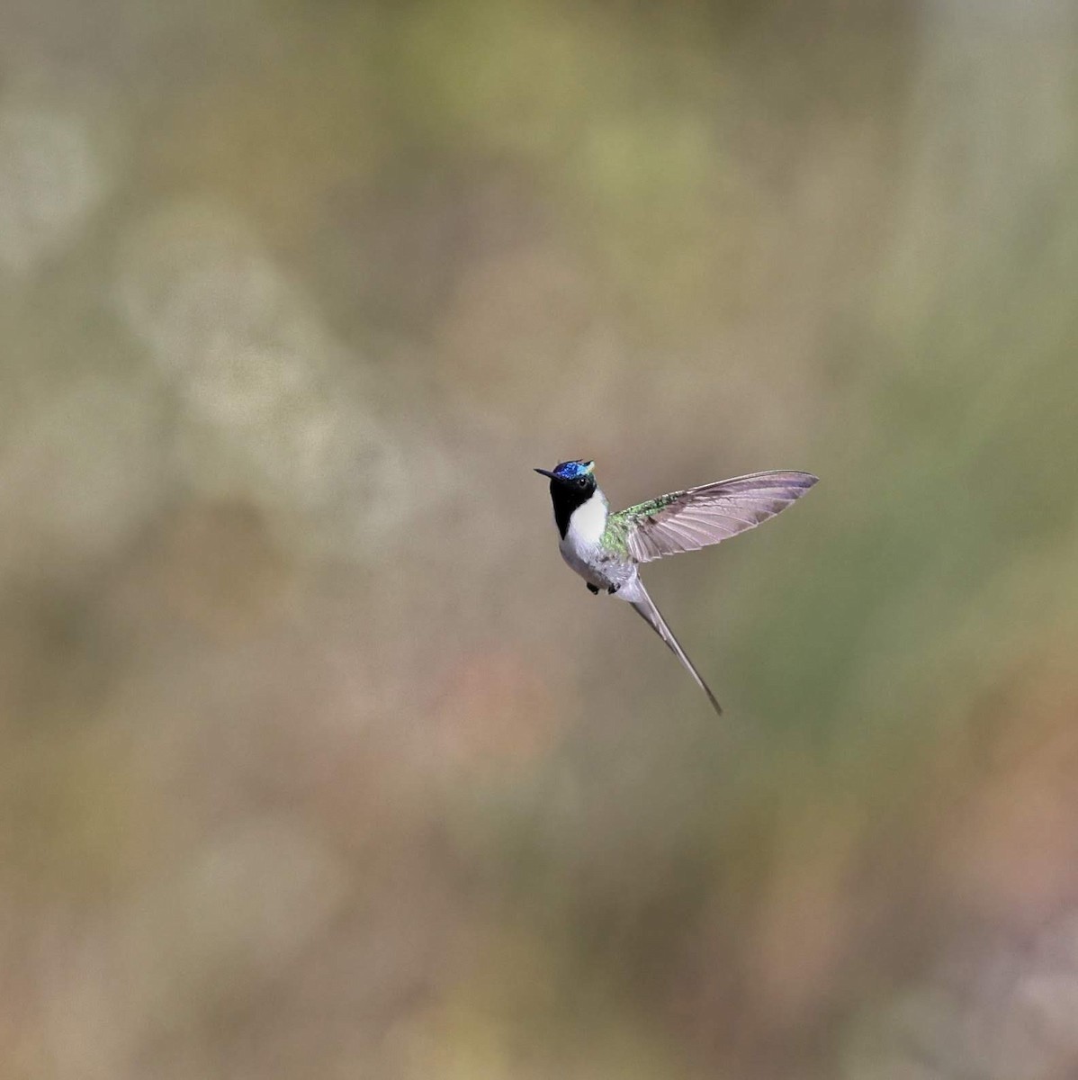 Рогатый колибри - ML646064884