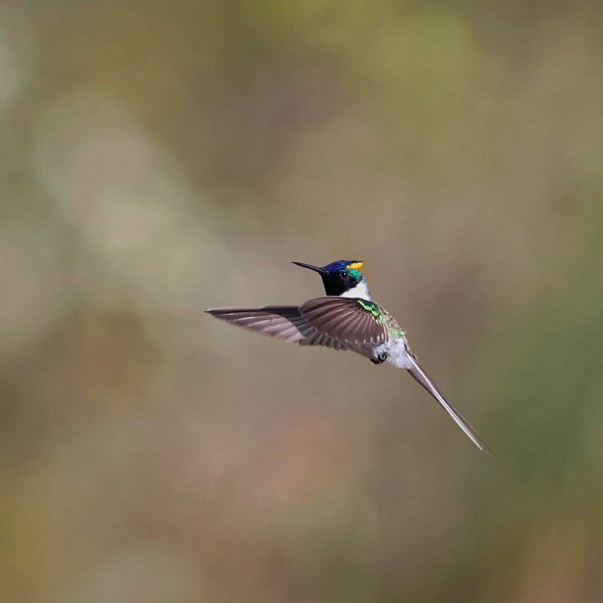 Рогатый колибри - ML646064885