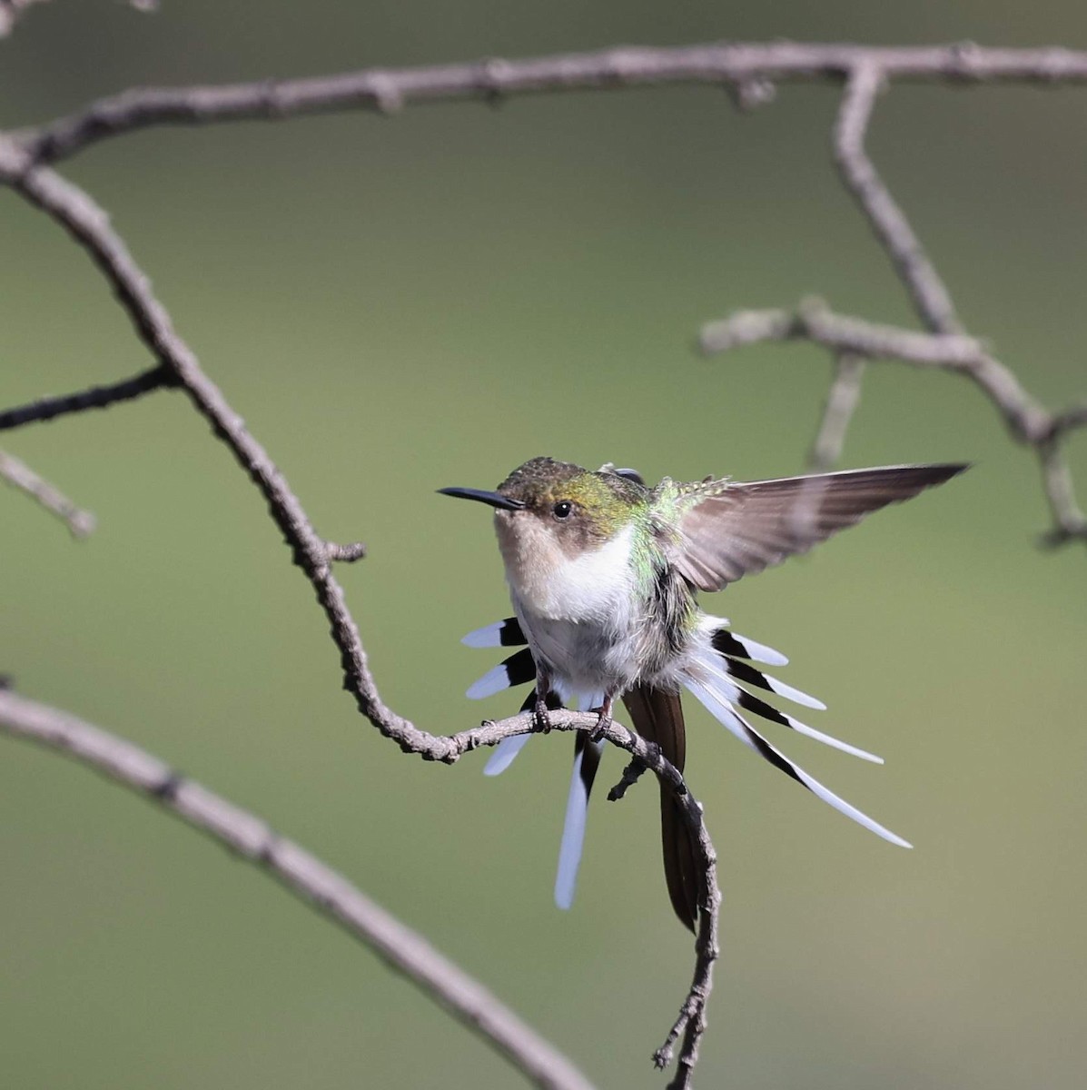 Рогатый колибри - ML646064886