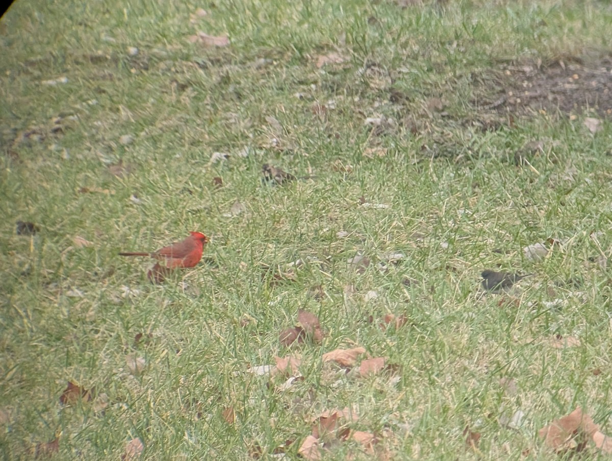 Northern Cardinal - ML646064890