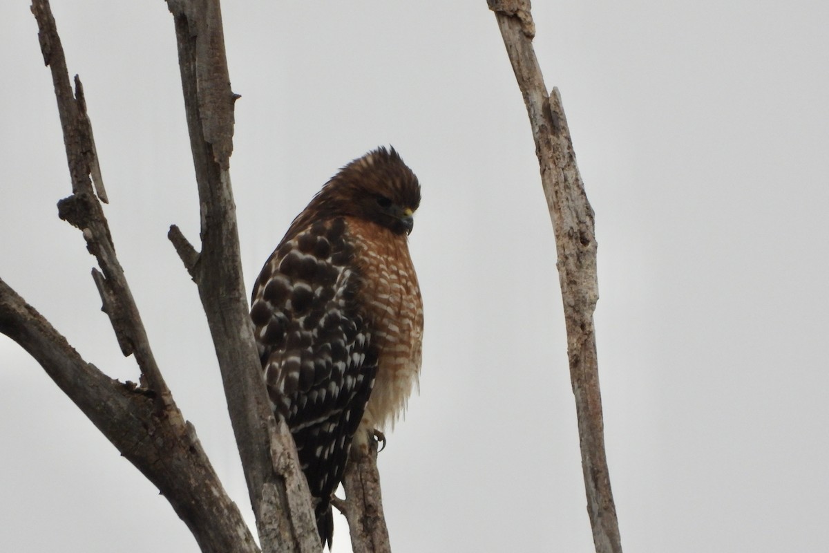Red-shouldered Hawk - ML646064892