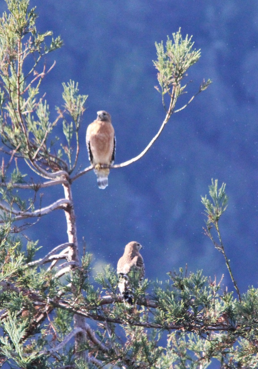 Red-shouldered Hawk - ML646064893