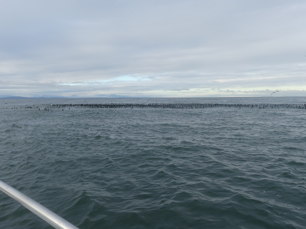 Brandt's Cormorant - ML646064896