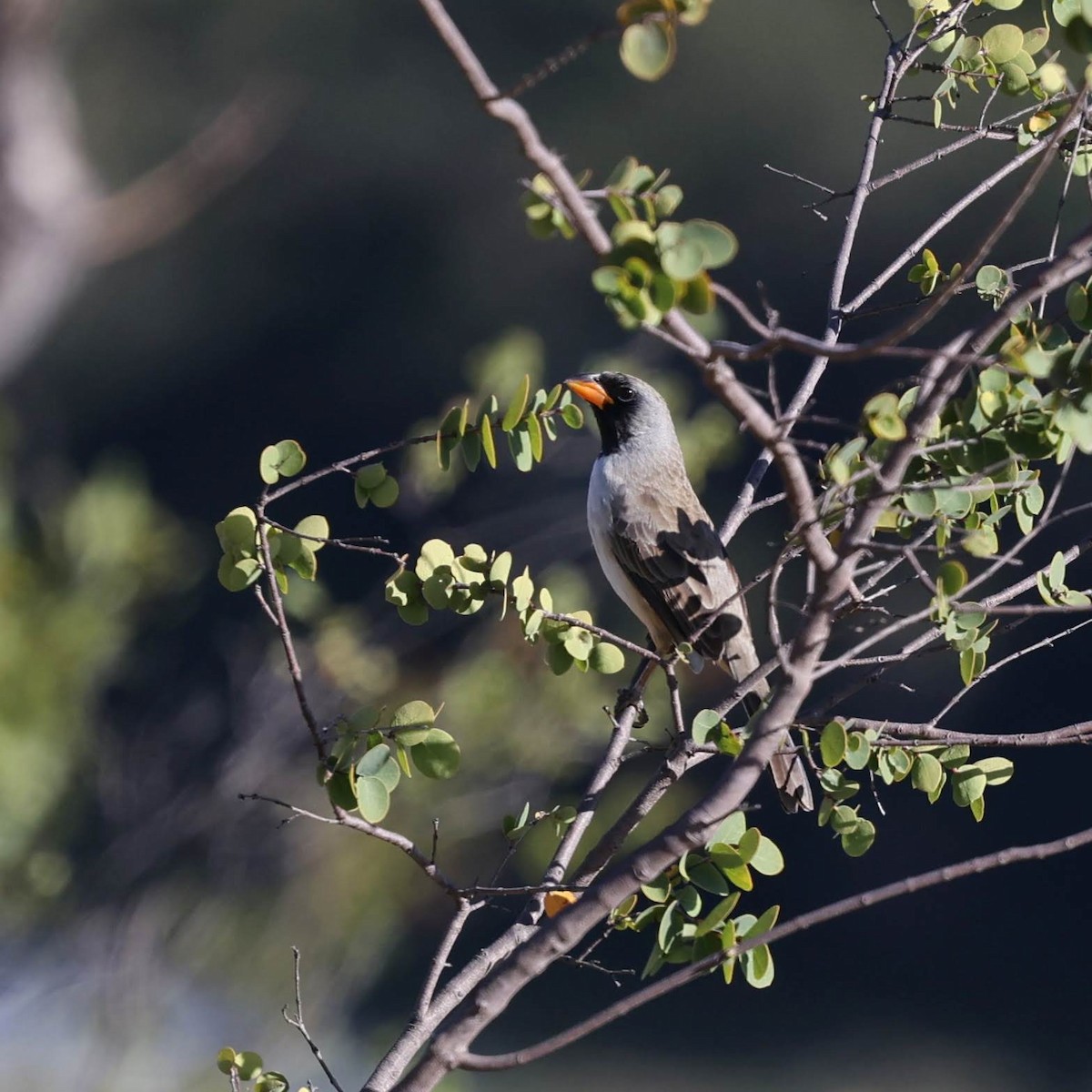 Black-throated Saltator - ML646064897