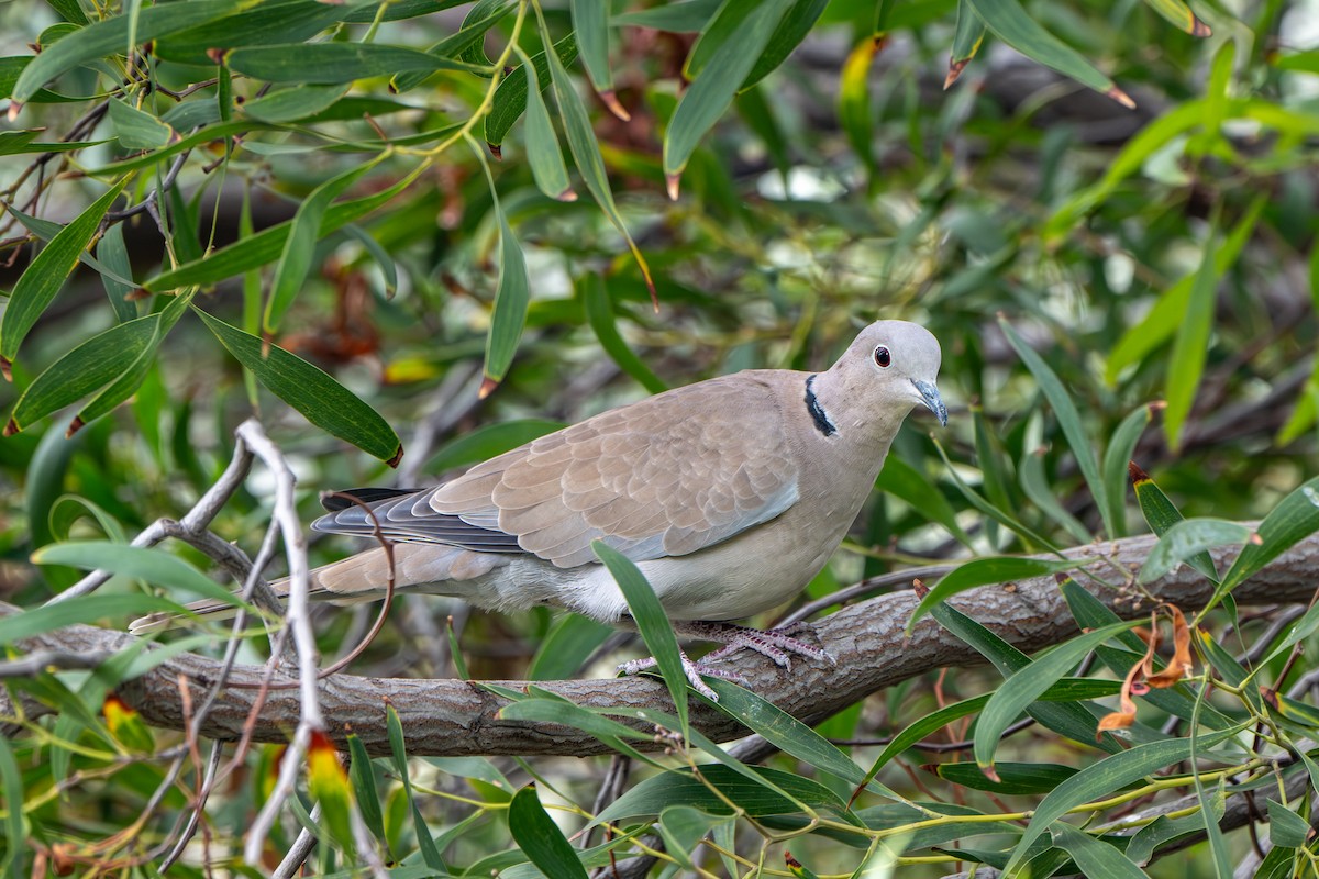 Eurasian Collared-Dove - ML646064901