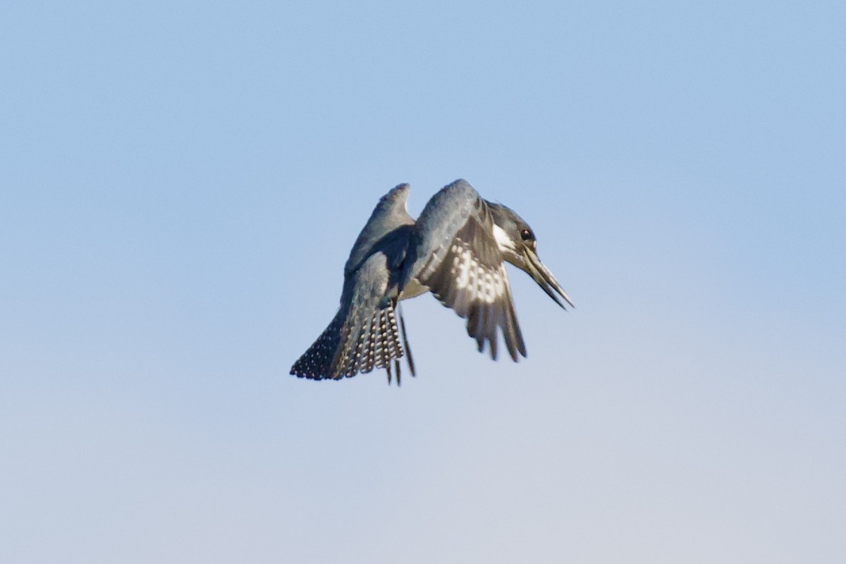 Martin handi iparramerikarra - ML646064903