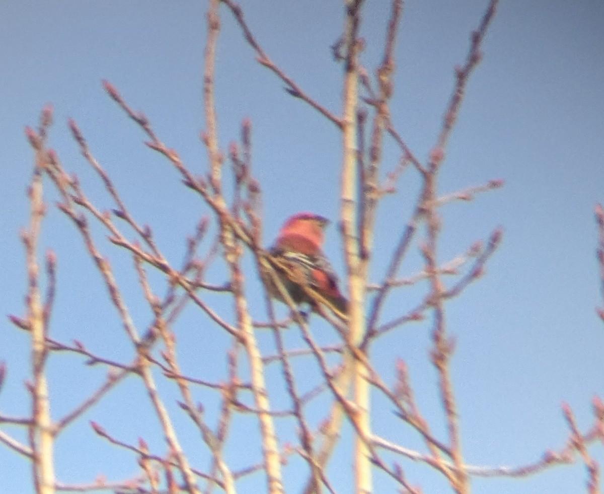 Pine Grosbeak - ML646064904