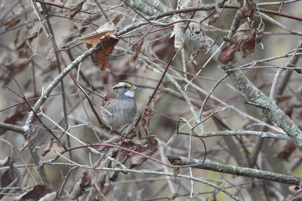 White-throated Sparrow - ML646064906