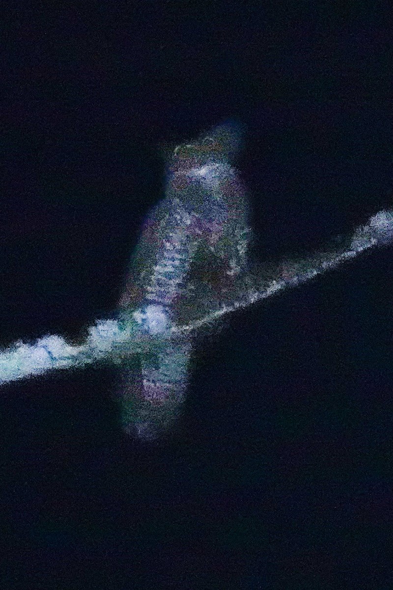 Akun Eagle-Owl - ML646064907