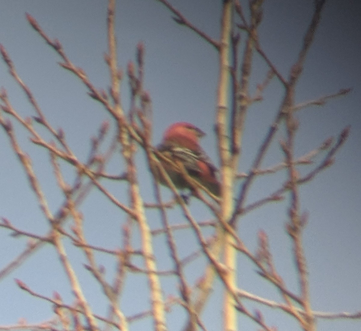 Pine Grosbeak - ML646064908