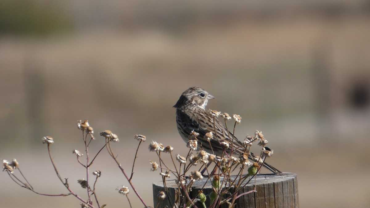 Vesper Sparrow - ML646064909
