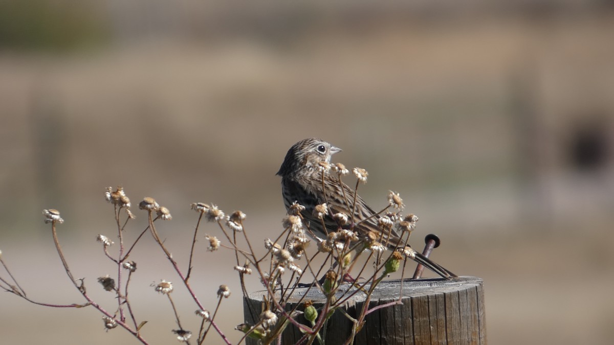 Vesper Sparrow - ML646064910