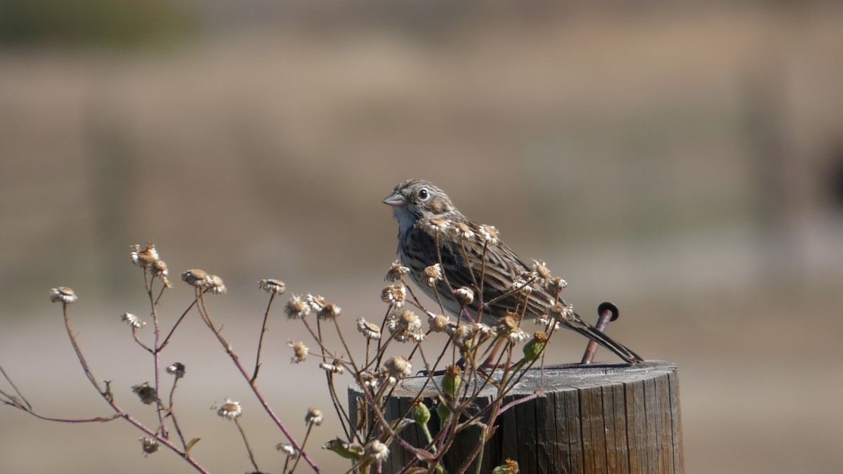 Vesper Sparrow - ML646064911
