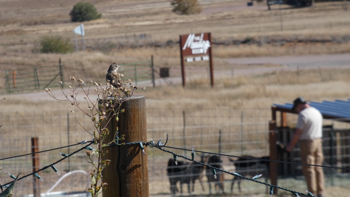 Vesper Sparrow - ML646064912