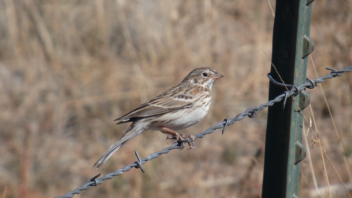 Vesper Sparrow - ML646064913