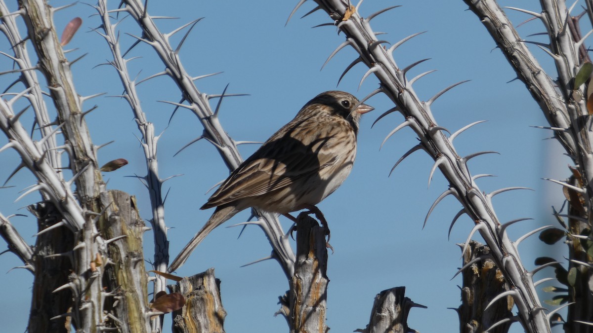 Vesper Sparrow - ML646064914