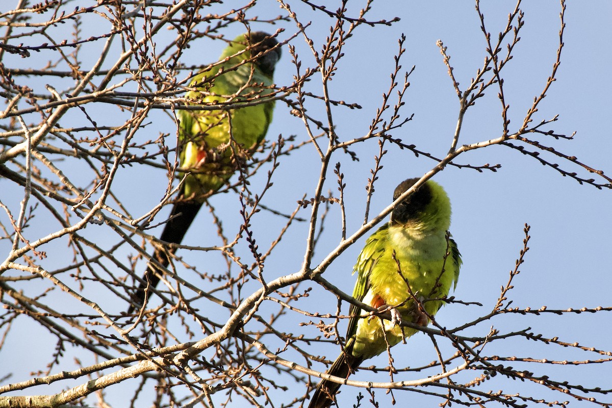 Nandai aratinga - ML646064915