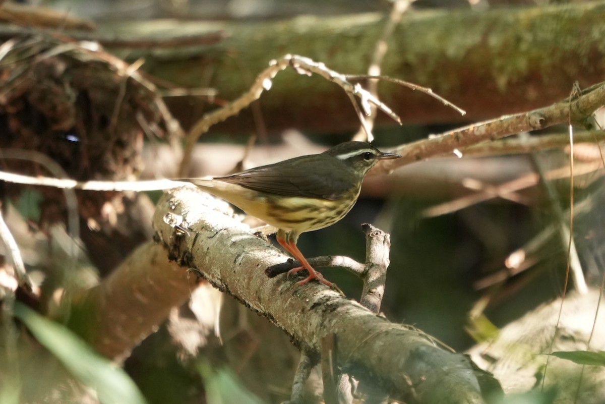 Louisiana Waterthrush - ML646064916