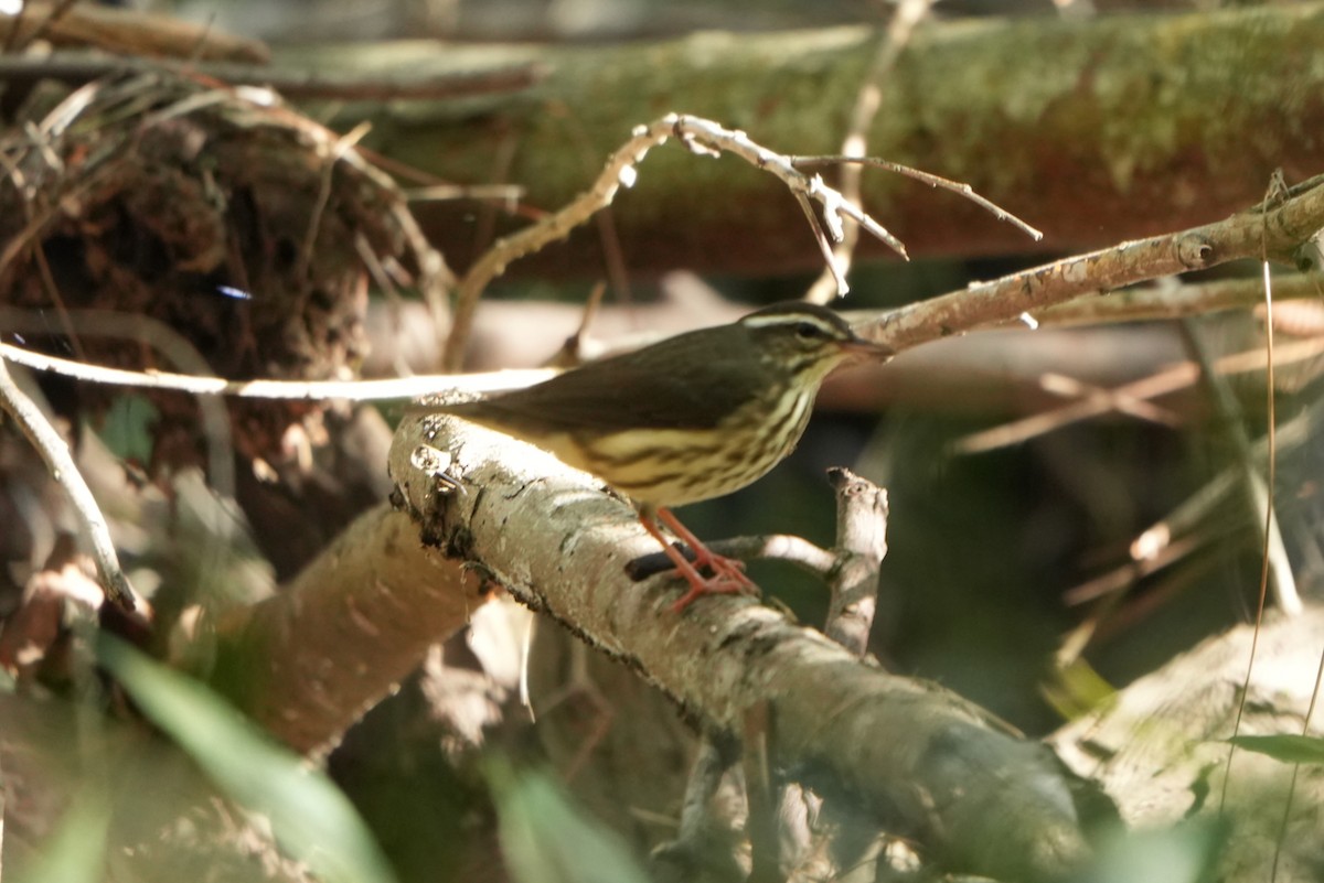 Louisiana Waterthrush - ML646064917