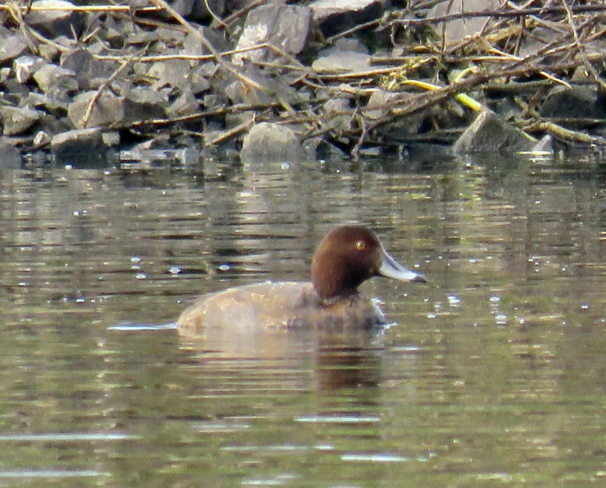 Redhead - ML646064918