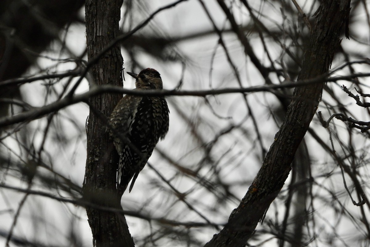 Yellow-bellied Sapsucker - ML646064919