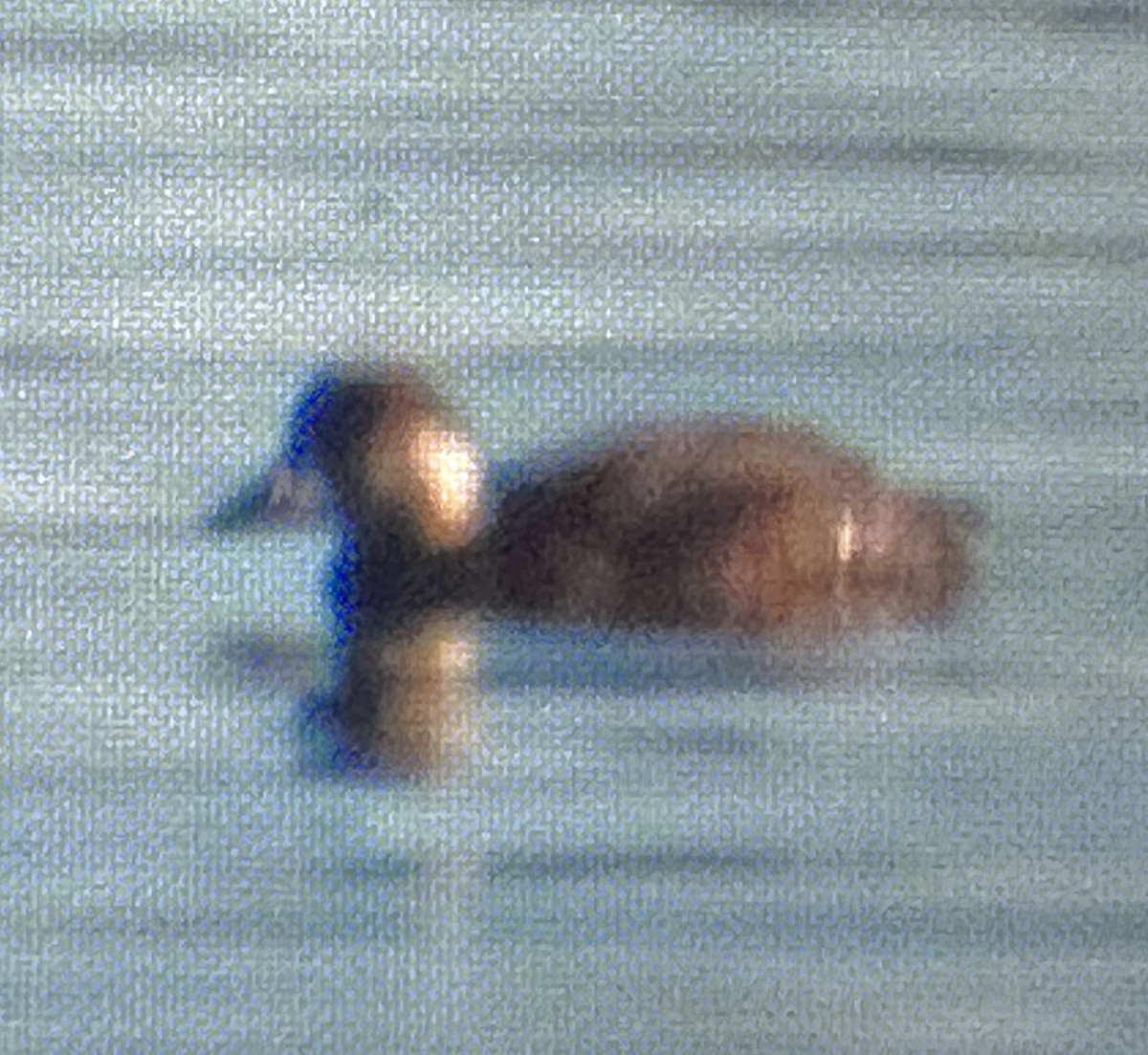 turpan žlutozobý - ML646064920