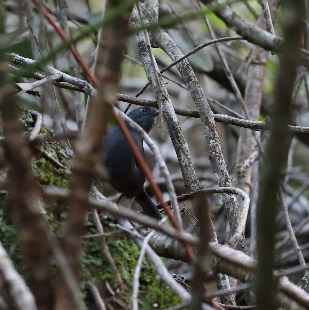 Diamantina Tapaculo - ML646064922