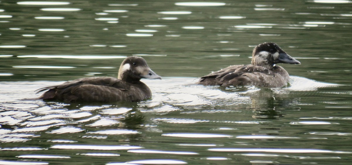 Ahatebeltz kopetazuria - ML646064923