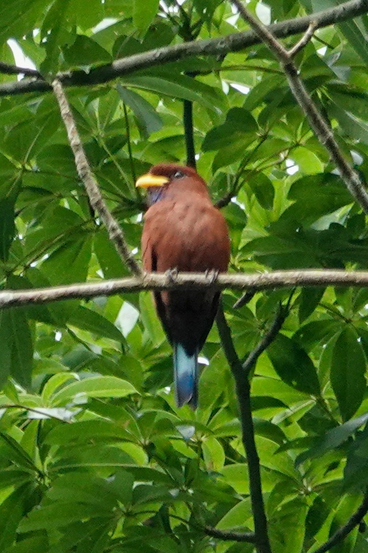 Blue-throated Roller - ML646064924