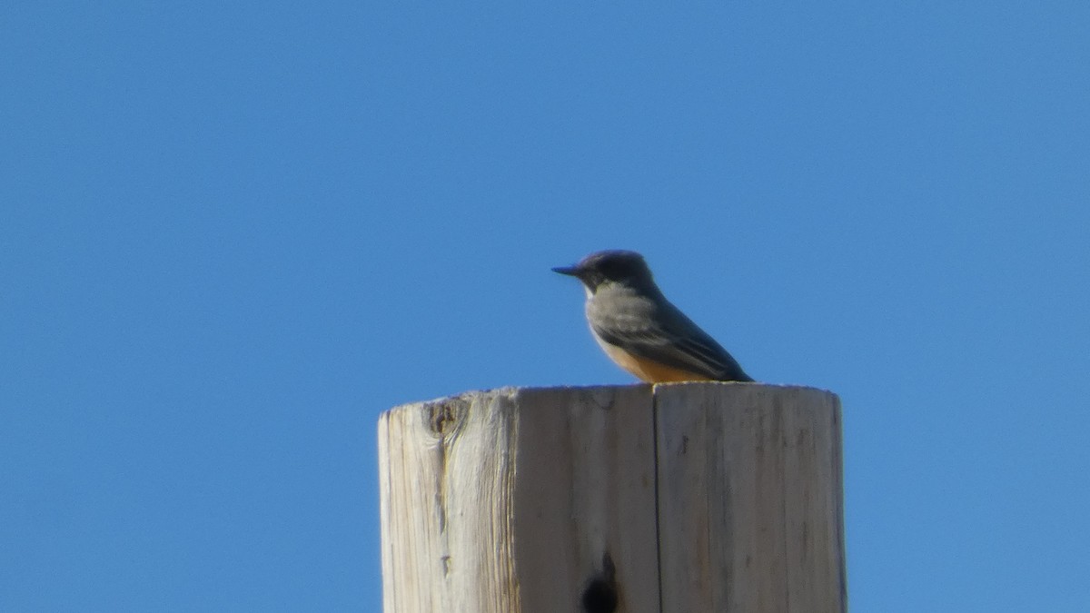 Say's Phoebe - ML646064925