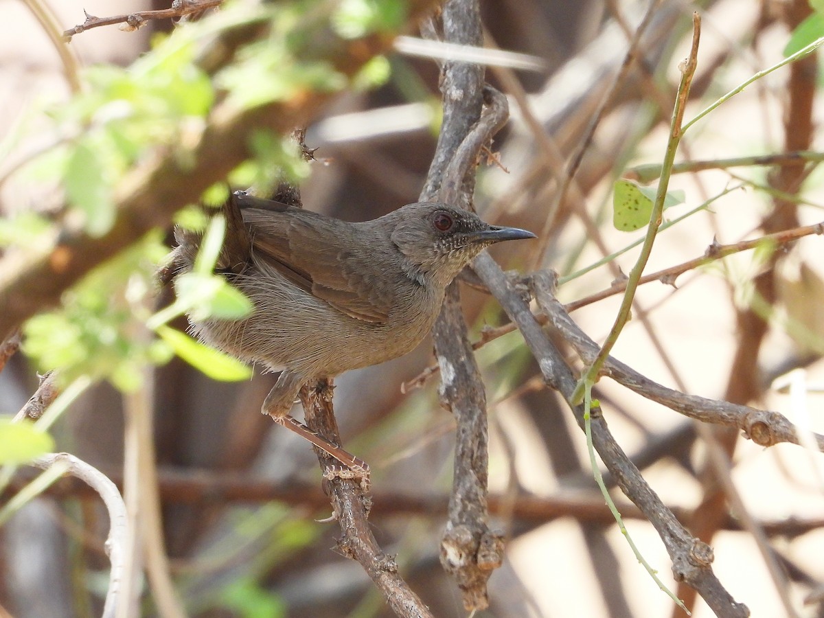 Gray Wren-Warbler - ML646064926