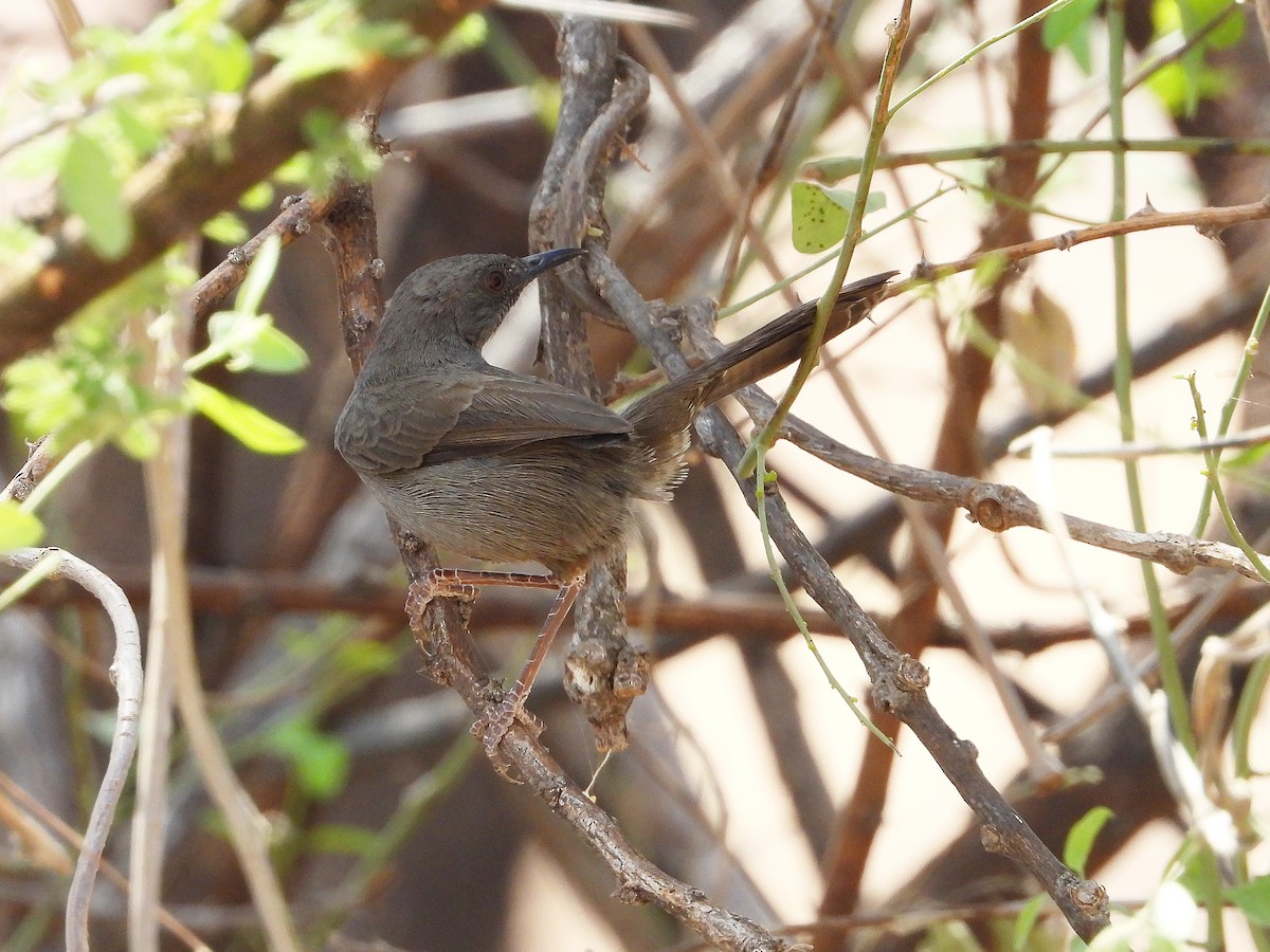 Gray Wren-Warbler - ML646064927