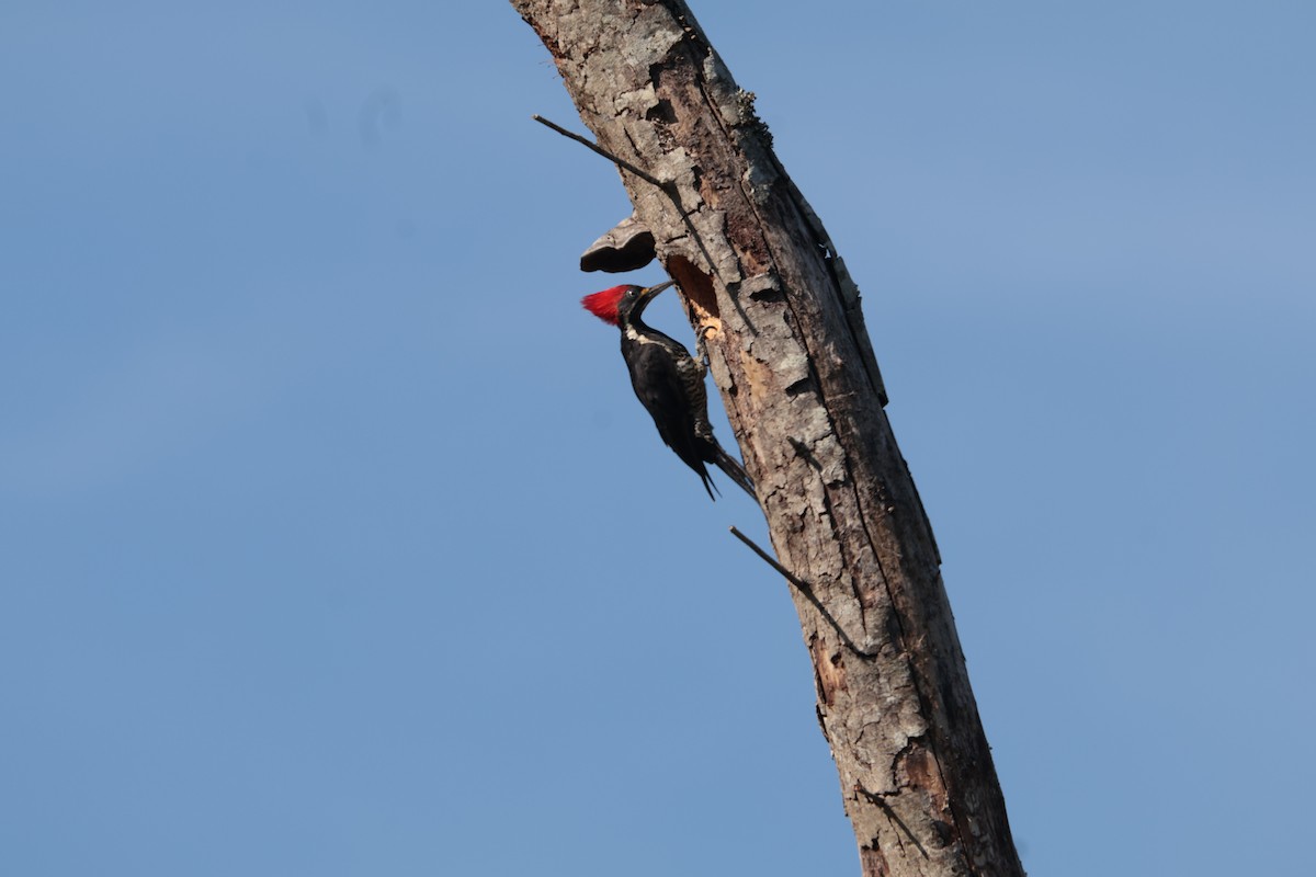 Lineated Woodpecker - ML646064929