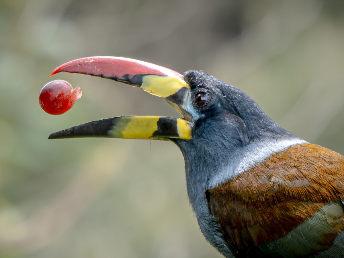 Gray-breasted Mountain-Toucan - ML646064930