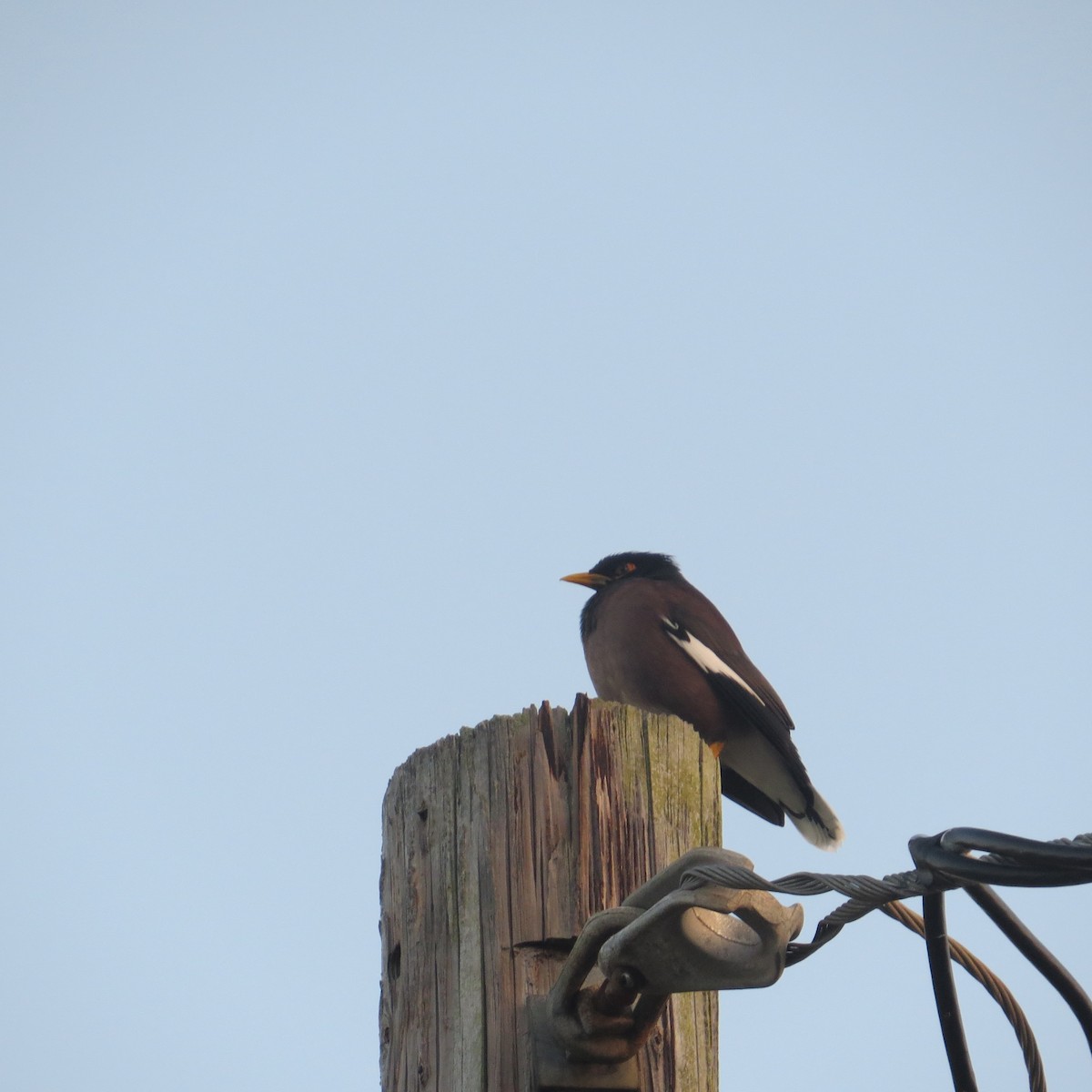 Hartxori tristea - ML646064931