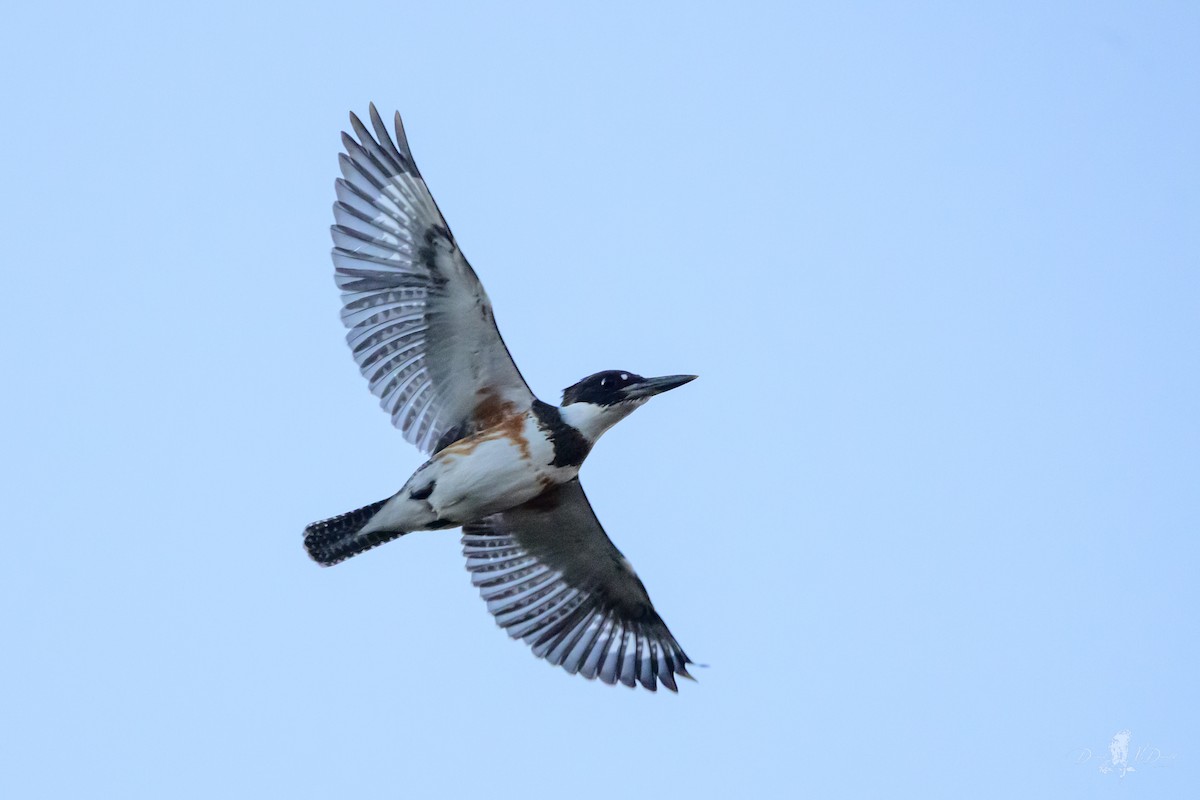 Martin handi iparramerikarra - ML646064932