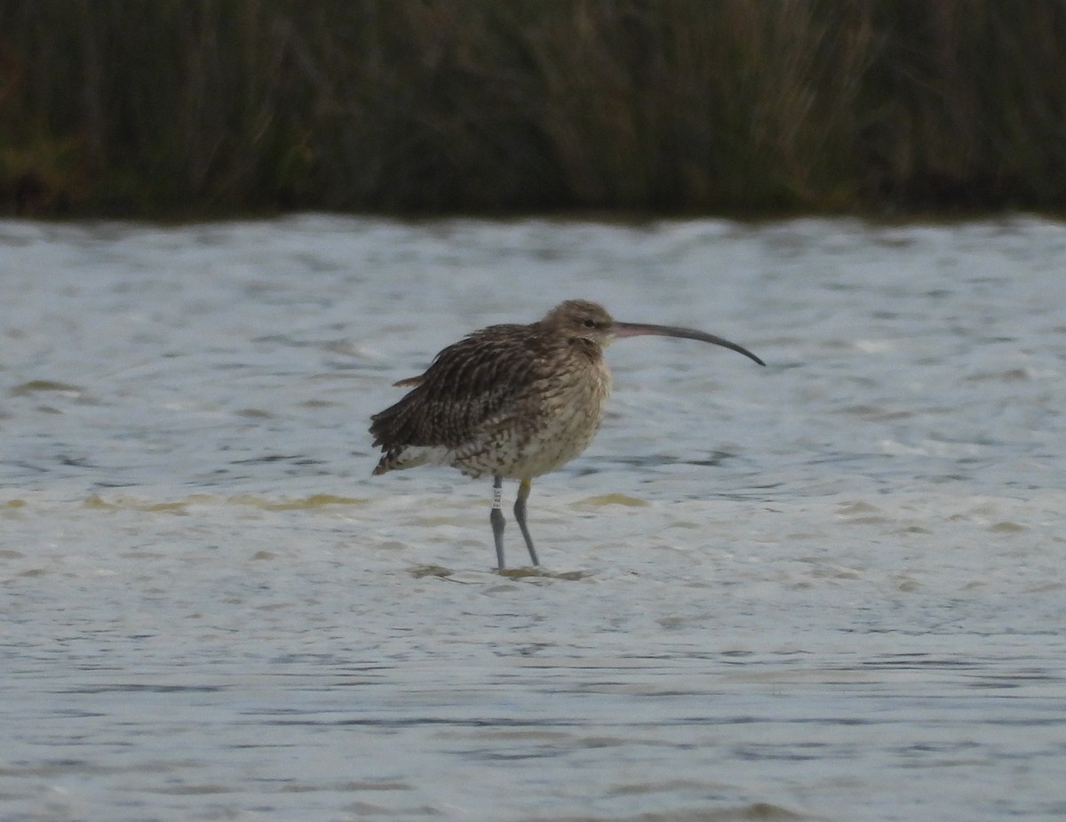 Kurlinta handia - ML646064935