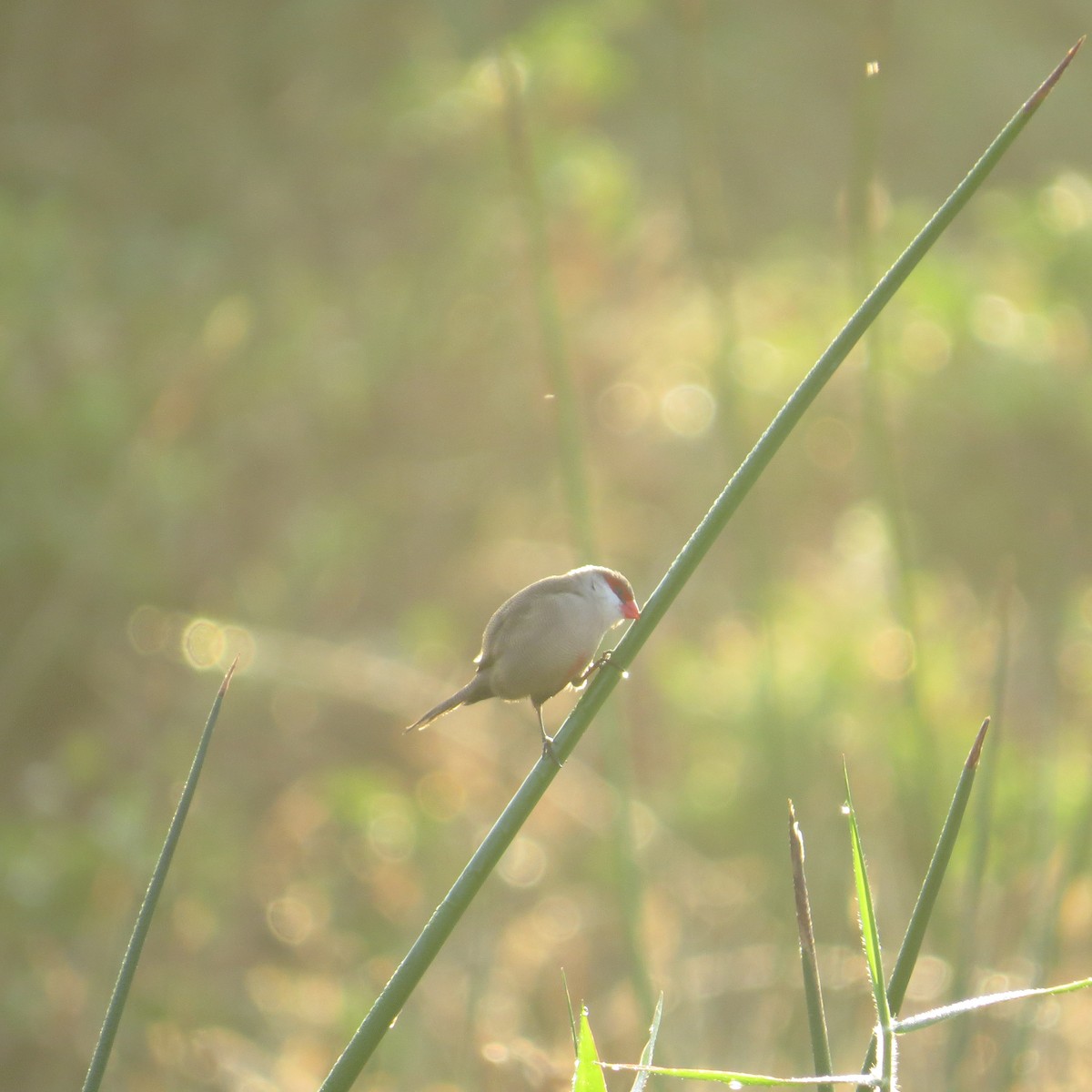 Estrilda mokogorria - ML646064937