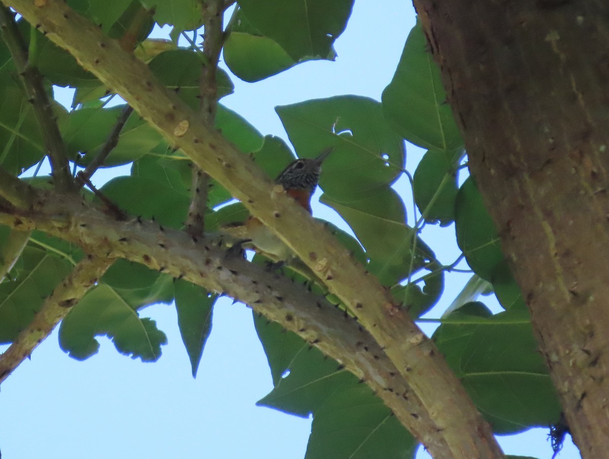 Rufous-breasted Wren - ML646064938