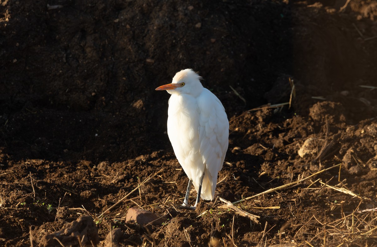 Western Cattle-Egret - ML646064939