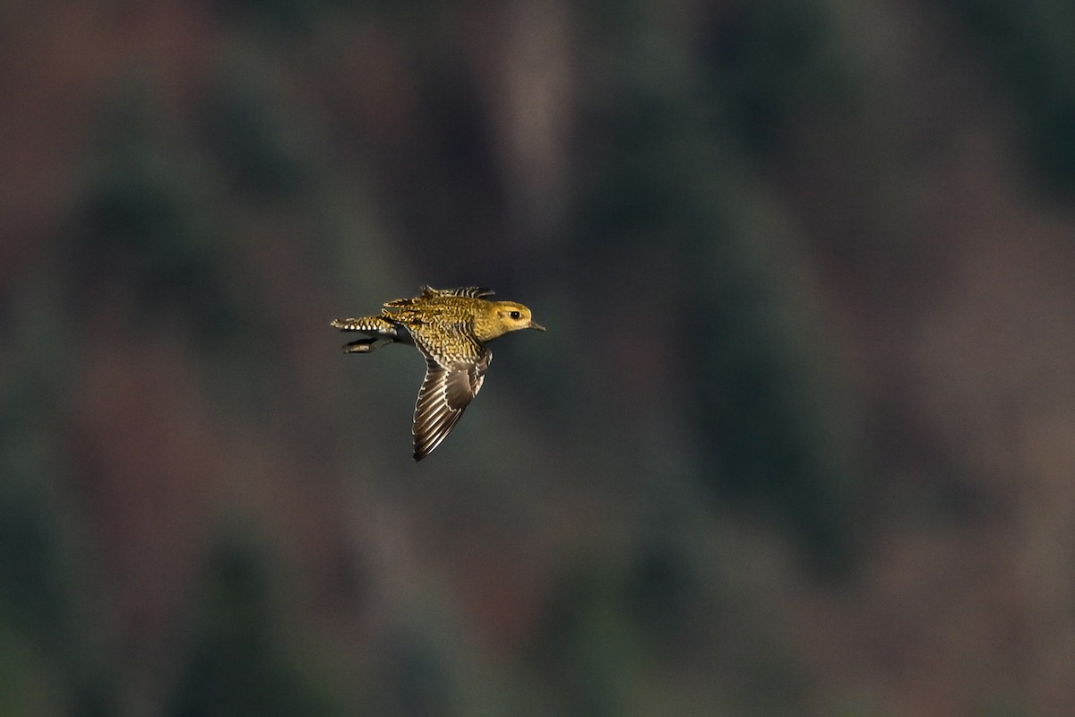 Сивка звичайна - ML646064940