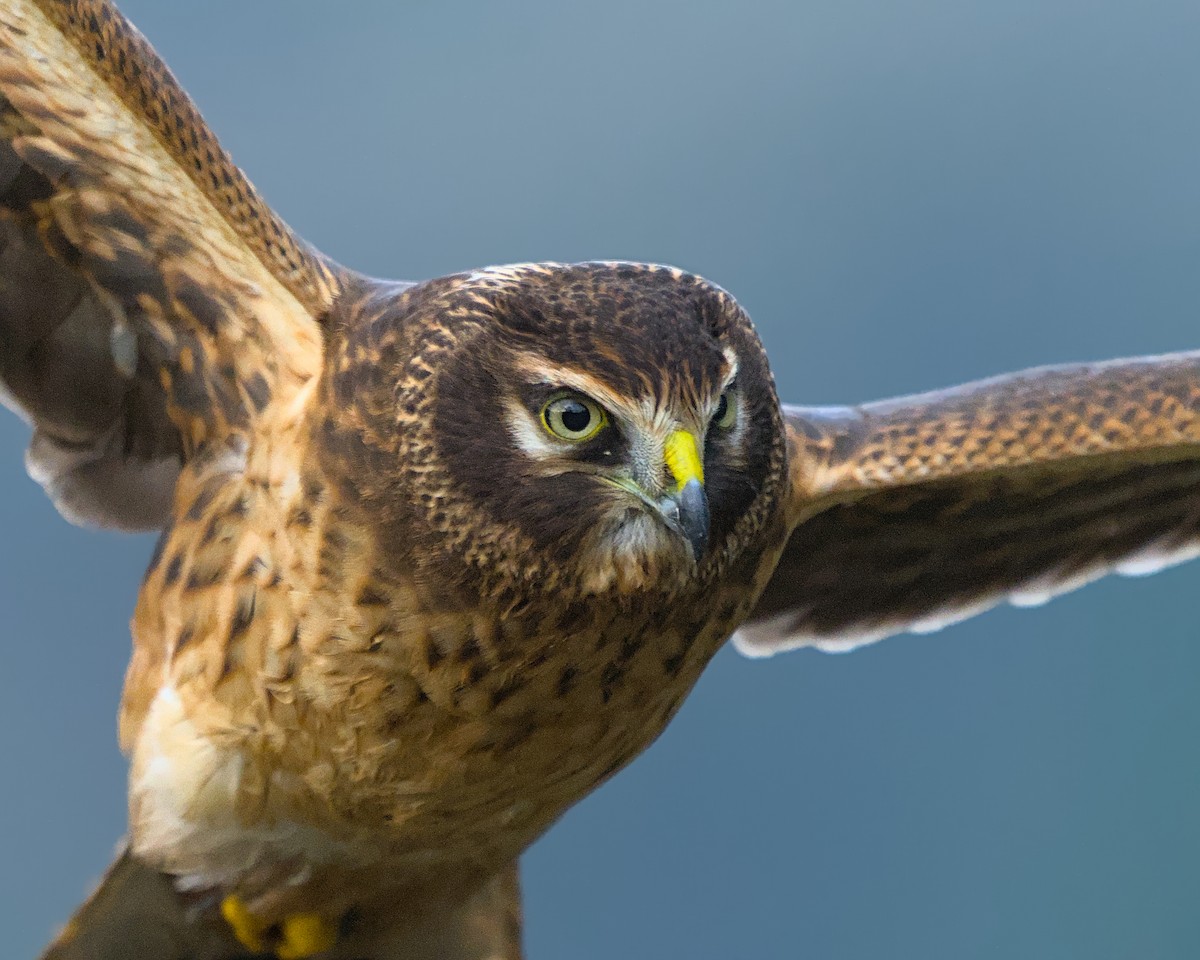 Northern Harrier - ML646064944