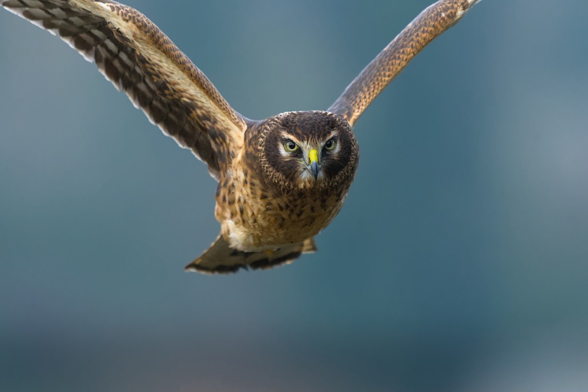 Northern Harrier - ML646064945