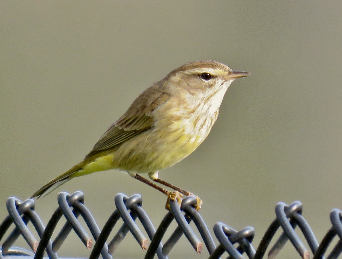 Palm Warbler - ML646064946
