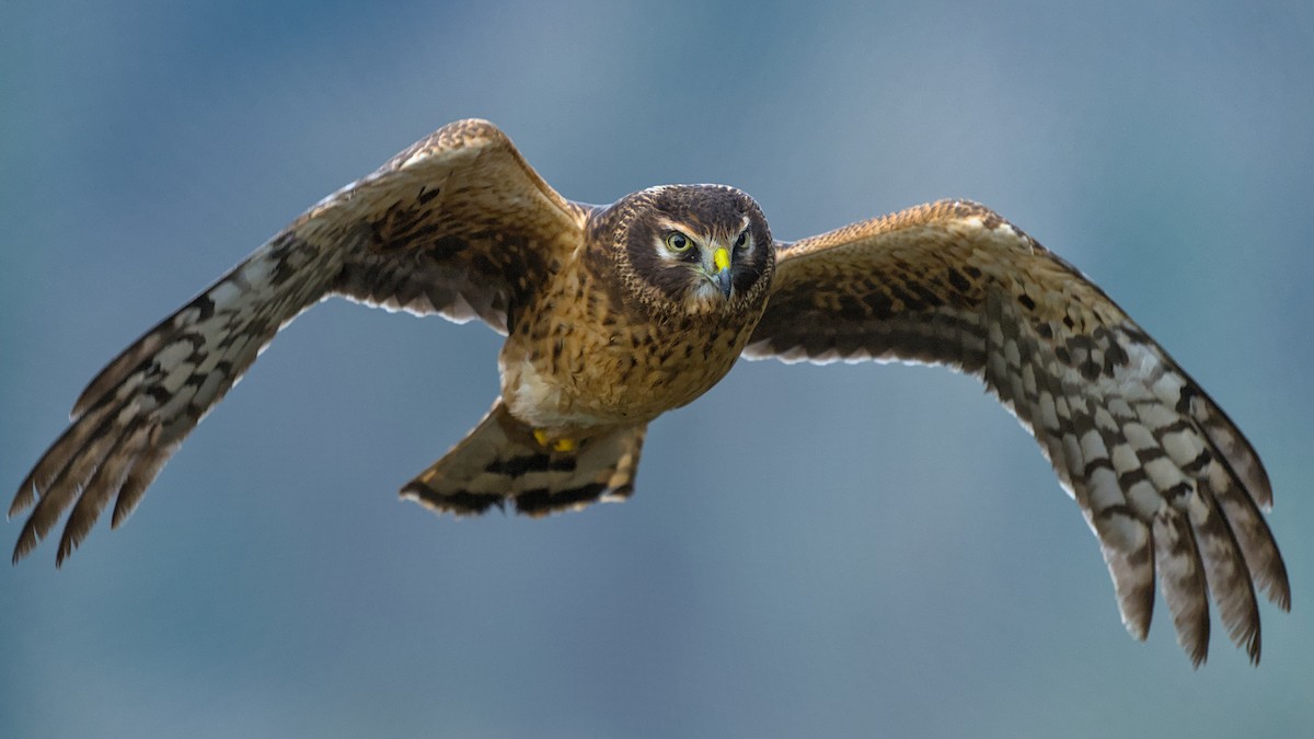 Northern Harrier - ML646064948