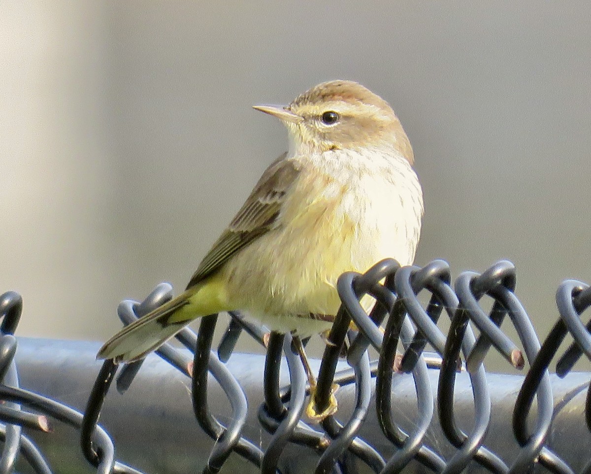 Palm Warbler - ML646064950