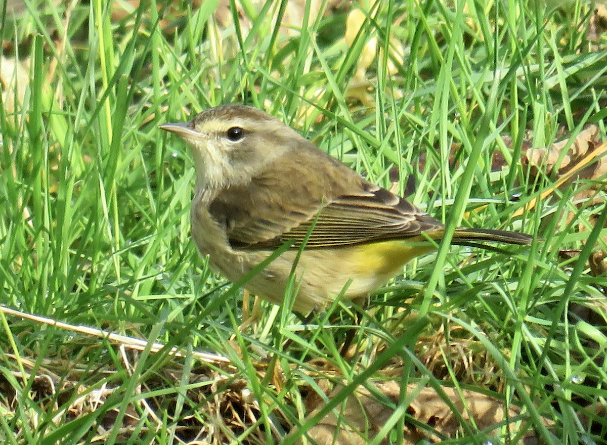 Palm Warbler - ML646064953