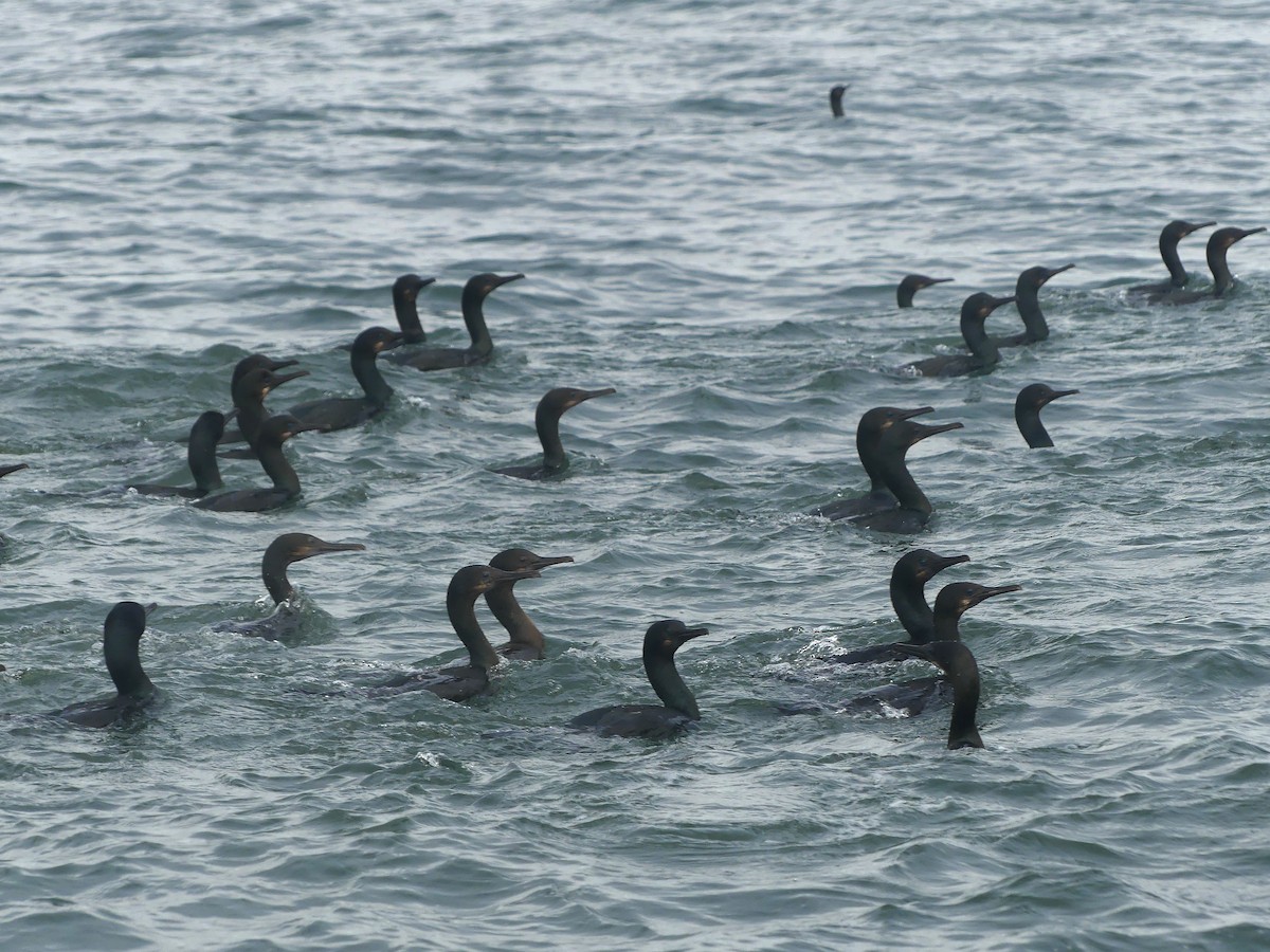 Brandt's Cormorant - ML646064956